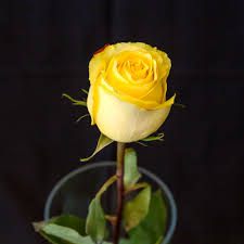 The power of the Yellow Rose